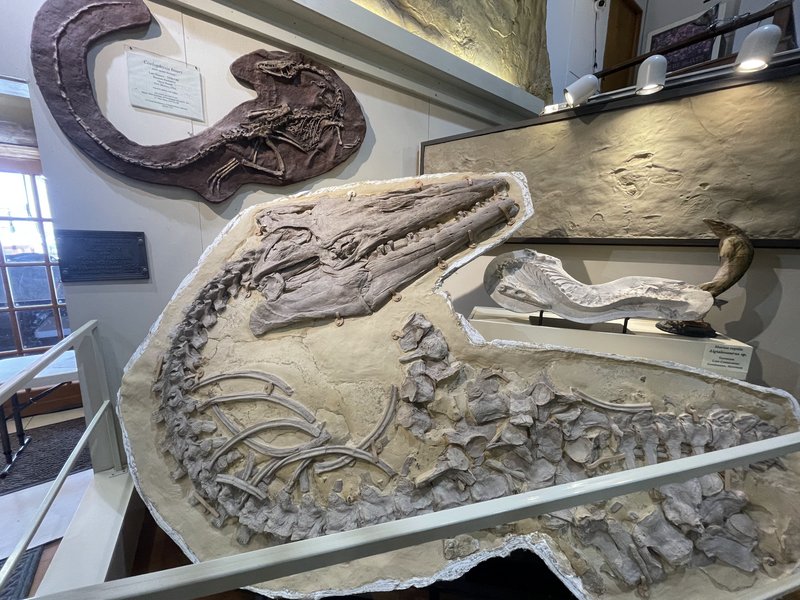 Museum @ Black Hills Institute photo 6