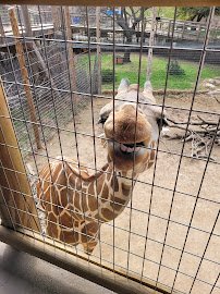 Abilene Zoo photo 6