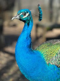 Chattanooga Zoo photo 4