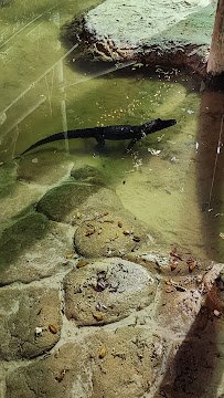 Congo River Golf photo 5