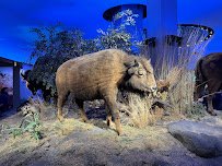 Witte Museum photo 5