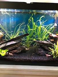 Aquascapes Aquarium Maintenance