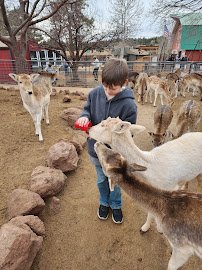 Grand Canyon Deer Farm photo 3