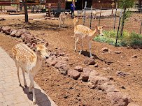 Grand Canyon Deer Farm photo 5
