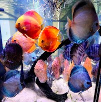 Freshwater Aquatics photo 5