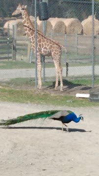 Aloha Safari Park photo 2