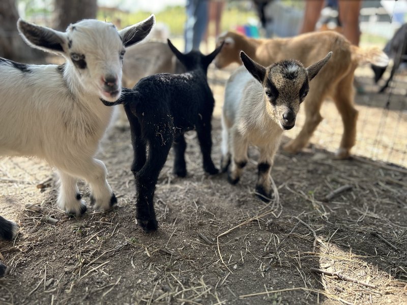Goat Farm by Goat Shenanigans photo 2