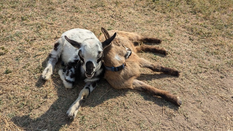 Goat Farm by Goat Shenanigans photo 4