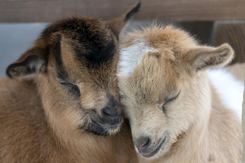 Goat Farm by Goat Shenanigans photo 5