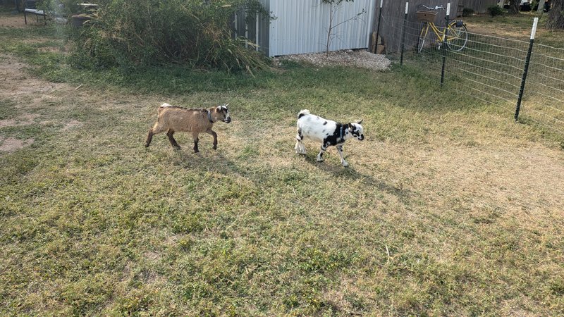 Goat Farm by Goat Shenanigans photo 6