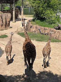 Giants of the Savanna