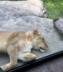 Giants of the Savanna photo 3