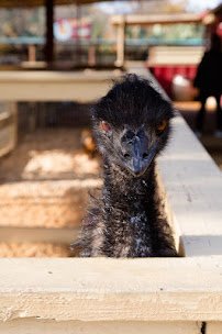 River Street Ranch photo 5