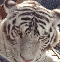 Plumpton Park Zoo