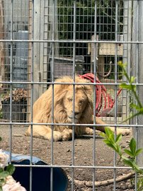 Plumpton Park Zoo photo 5