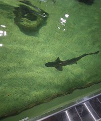 One World Interactive Aquarium photo 2