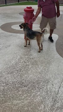 Pavo Real Splash Park/Dog Water Park photo 5