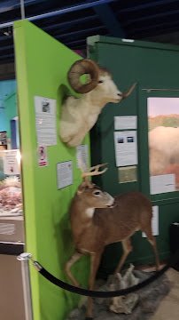 Alaska Museum of Science and Nature photo 2