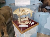 Alaska Museum of Science and Nature photo 5