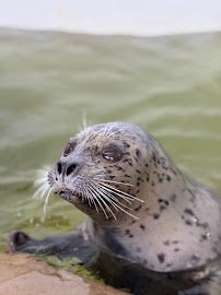 Seaside Aquarium photo 3