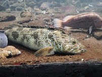 Seaside Aquarium photo 6
