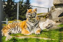 Cougar Mountain Zoo photo 4