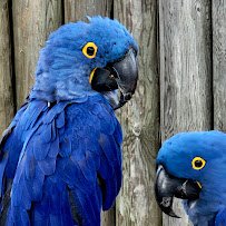Cougar Mountain Zoo photo 5