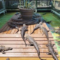 Gatorland photo 3