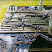 Gatorland photo 4