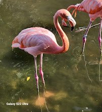 Gatorland photo 6