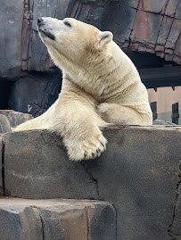 McDonnell Polar Bear Point