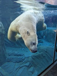 McDonnell Polar Bear Point photo 3