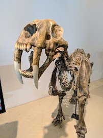 Fossil Discovery Center of Madera County photo 4