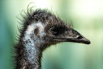 Lupa Zoo photo 6