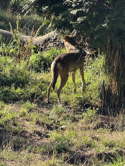 Red Wolf Woods photo 3