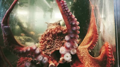Marine Life Center