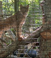 Buttonwood Park Zoo photo 5