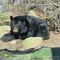Buttonwood Park Zoo photo 6