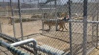 Lion Habitat Ranch inc photo 2