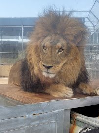 Lion Habitat Ranch inc photo 3