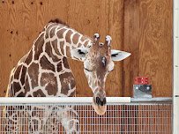 Lion Habitat Ranch inc photo 4