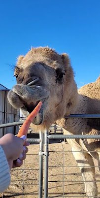 The Hesperia Zoo photo 2