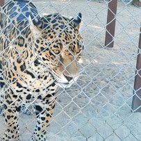 The Hesperia Zoo photo 3