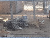 The Hesperia Zoo photo 4