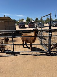 The Hesperia Zoo photo 5