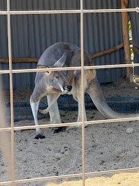 The Hesperia Zoo photo 6