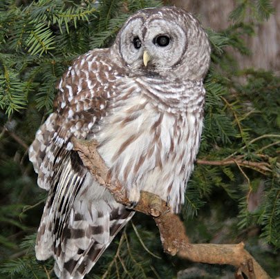 Stillman Nature Center