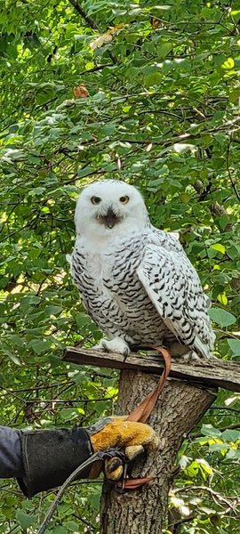 Stillman Nature Center photo 4