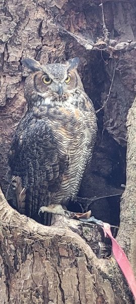 Stillman Nature Center photo 6