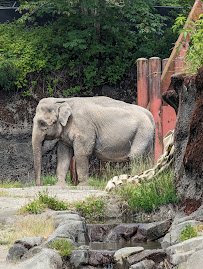 Asian Forest Sanctuary photo 3